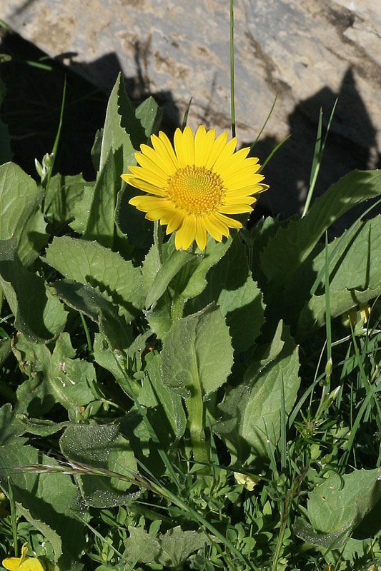 Doronicum grandiflorum / Doronico dei macereti